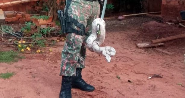 Serpente de mais de um metro é capturada em residência na Capital