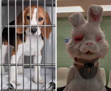 Governo proíbe uso de animais em testes de cosméticos e produtos de higiene
