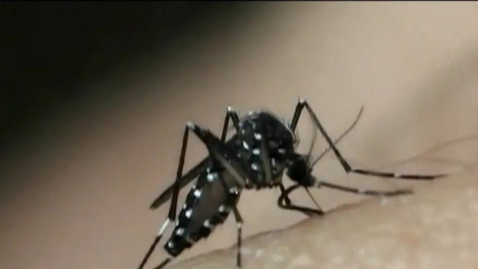 MS registra cinco mortes por dengue em três meses