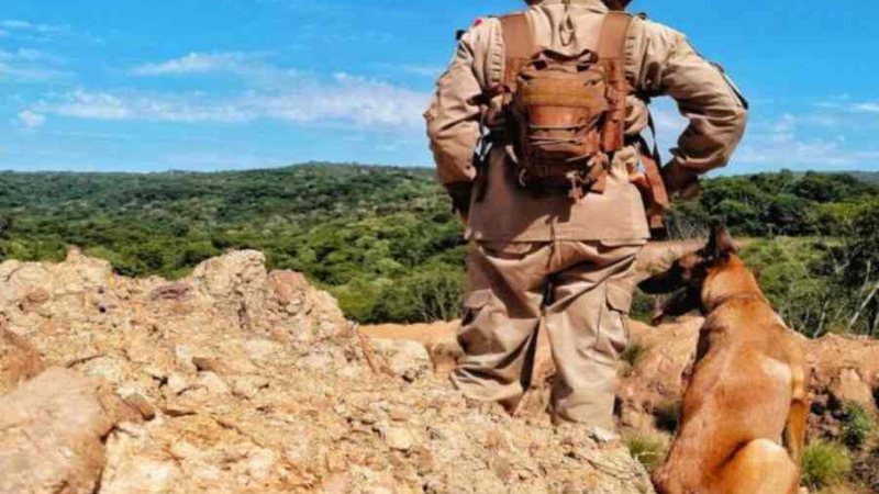 Cães farejadores de MS embarcam para auxiliar no resgate de vítimas em Petrópolis
