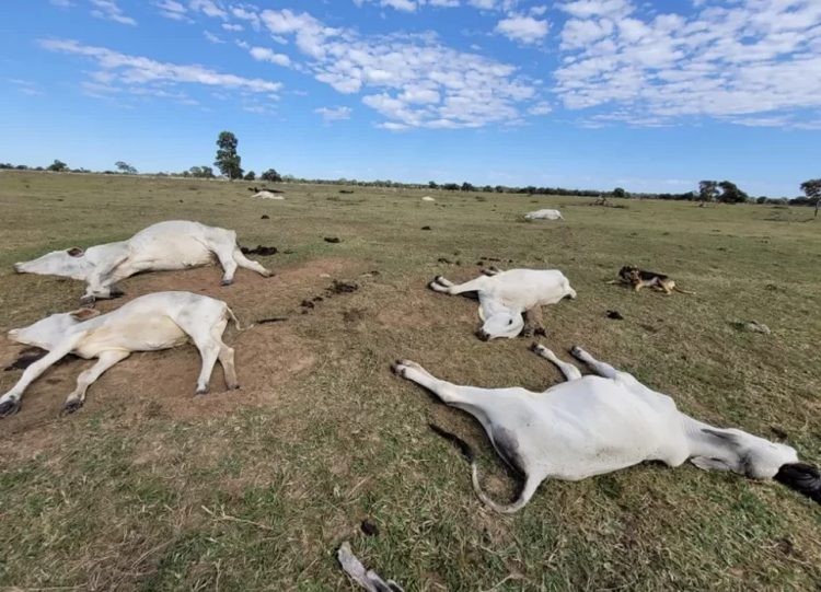 Mais de mil cabeças de gado morrem com frio congelante em MS