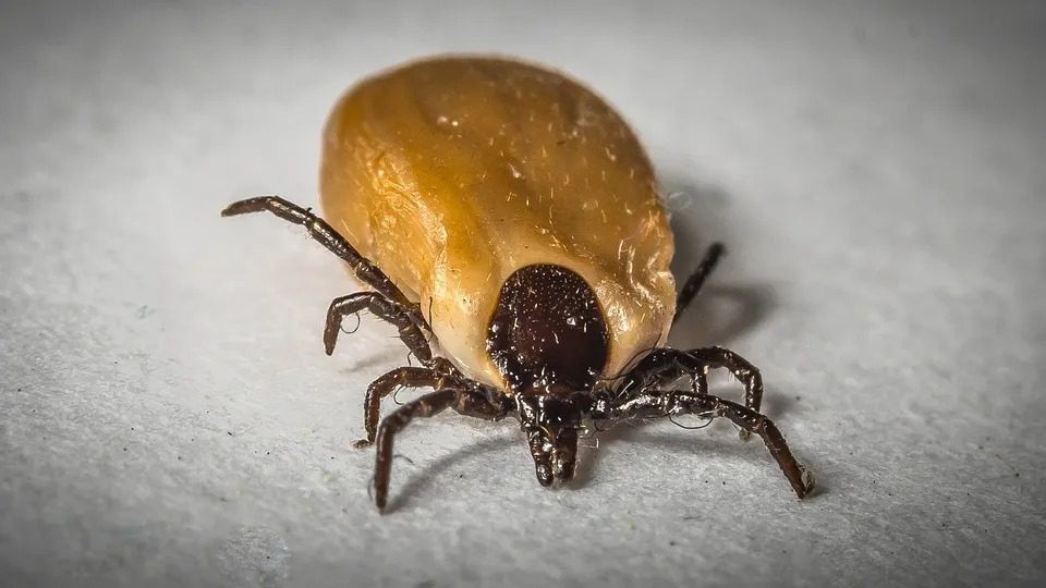 Febre Maculosa: Conheça os sinais, prevenção e tratamento da doença transmitida por carrapatos