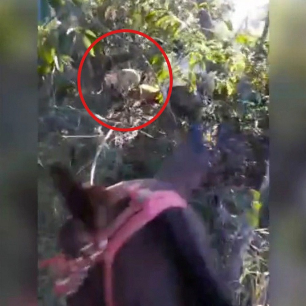 VÍDEO: De forma brutal, onça-parda é morta com tiro e ataque de cães em MS