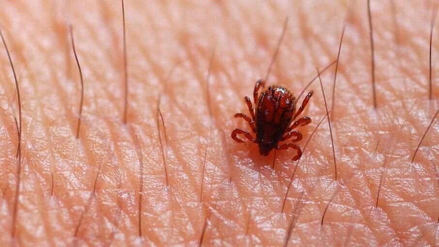 Sobe para cinco o número de casos suspeitos de febre maculosa em MS