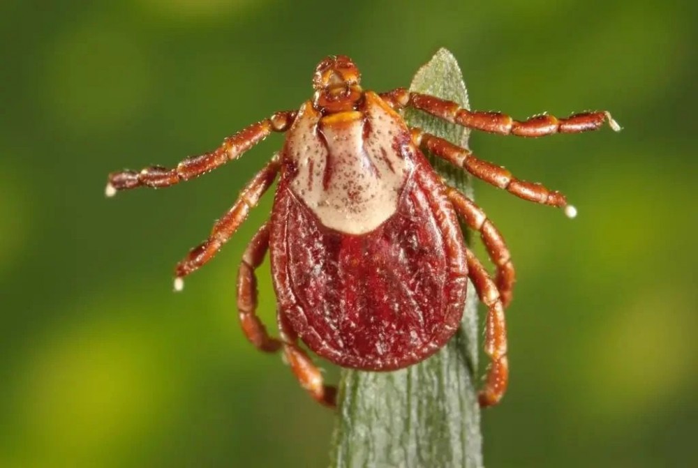 Número de casos suspeitos de febre maculosa sobe para oito em Mato Grosso do Sul