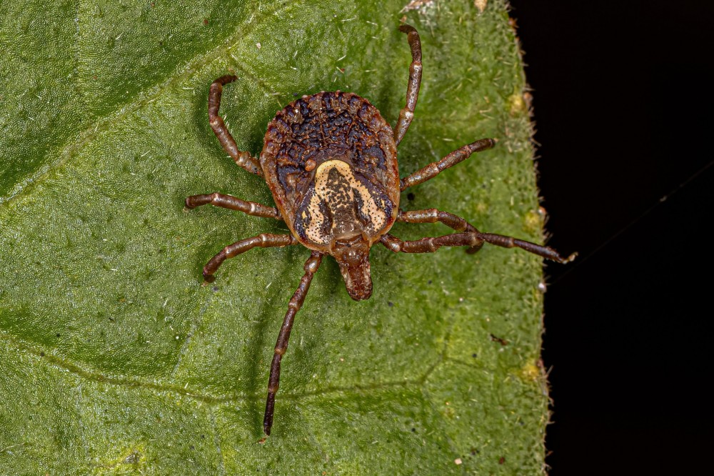 Febre maculosa: infectologistas falam tudo sobre a doença