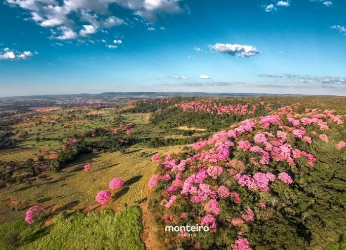 Fotógrafo registra florada de ipês no morro e vídeo viraliza nas redes sociais