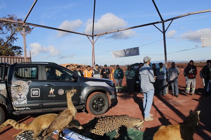 Instituições fazem ações para reduzir atropelamento de animais na BR-262
