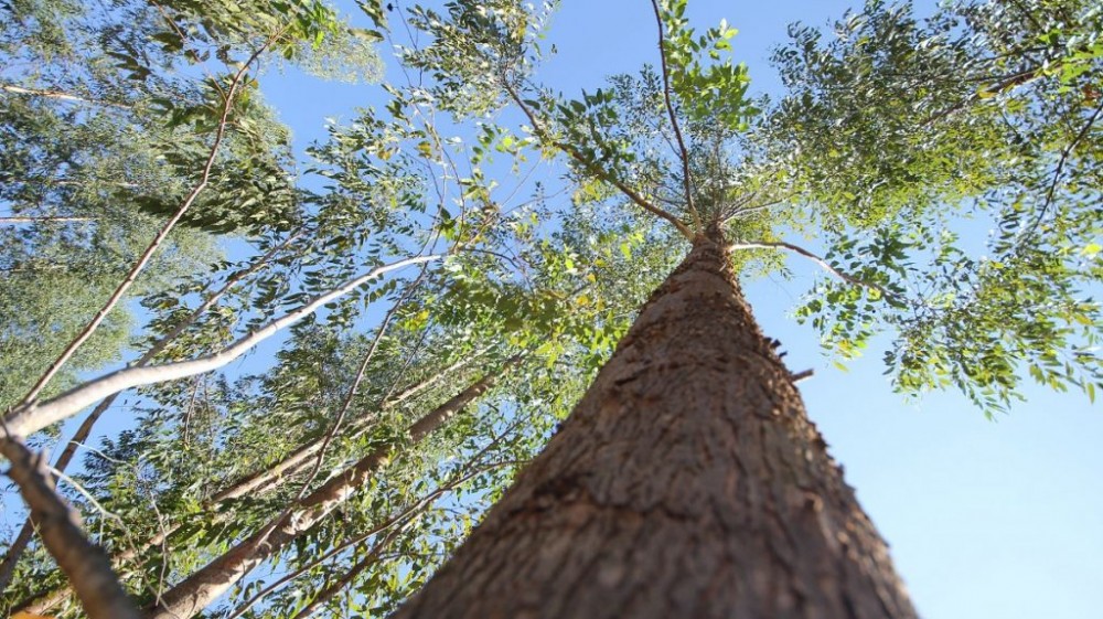 MS pode ser o 1º Estado do Carbono Neutro do Brasil até 2030