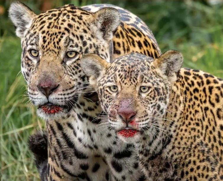 Encontro impressionante: Fotógrafo se depara com onças após almoço em MS