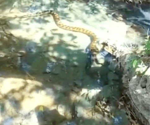 VÍDEO: sucuri luta contra correnteza para não cair em queda d'água de cachoeira em MS