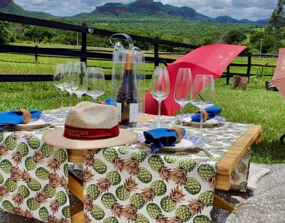 Terroir Pantanal: Turistas já podem agendar visitas na 1ª Vinícola de MS