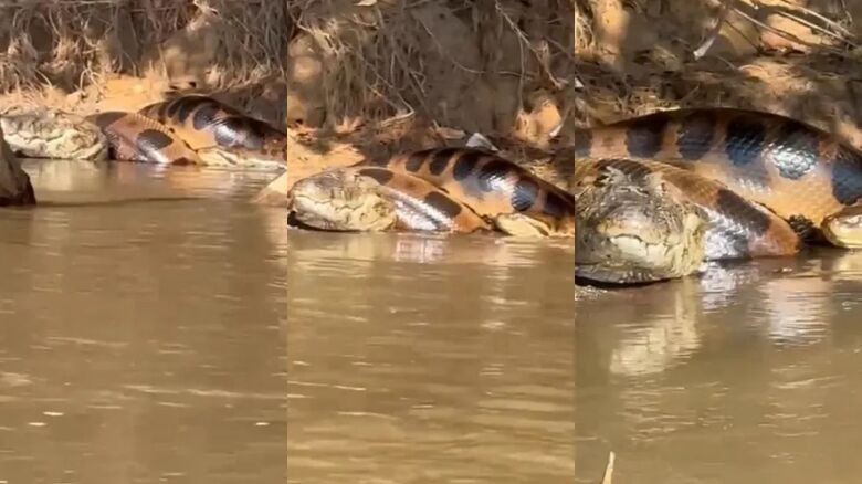 Abraço da morte: Sucuri se enrola em jacaré gigante à beira do rio no Pantanal; Veja o vídeo