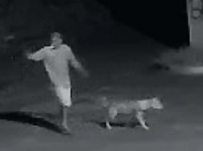 VÍDEO: Criança de 4 anos tem parte do rosto dilacerada após ser atacado por pitbull em MS